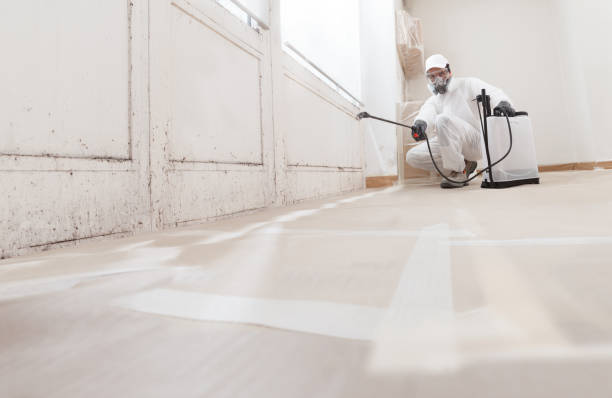 24/7 Emergency Attic Mold Removal experts in New Buffalo, MI